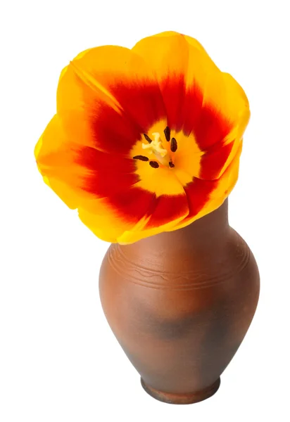 Flor de tulipán en una olla de arcilla roja . —  Fotos de Stock