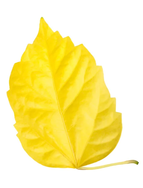 Uma folha amarela isolada no fundo branco — Fotografia de Stock