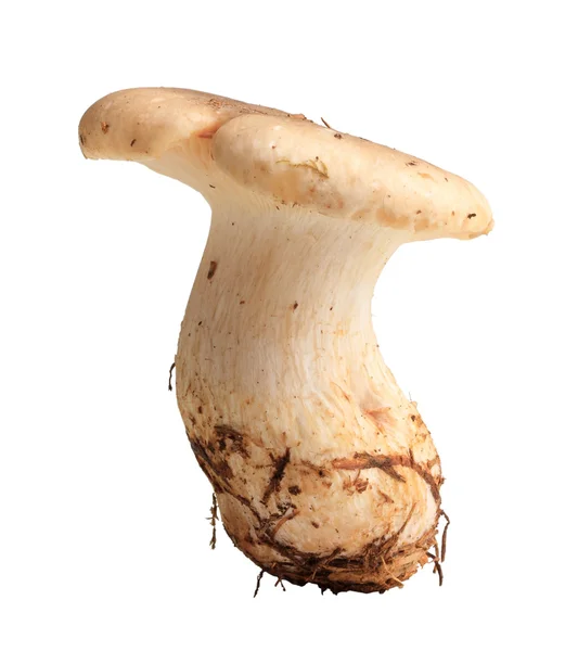 Cogumelo fresco único — Fotografia de Stock