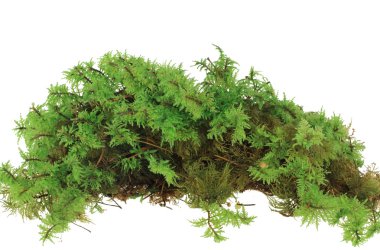 Heap of green moss clipart