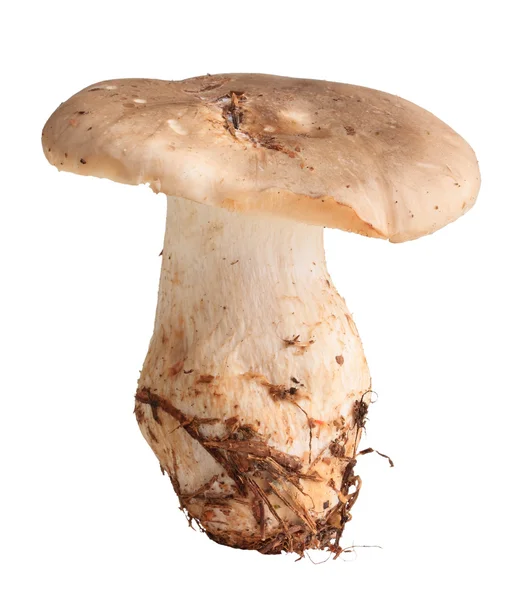 单一新鲜蘑菇 — 图库照片