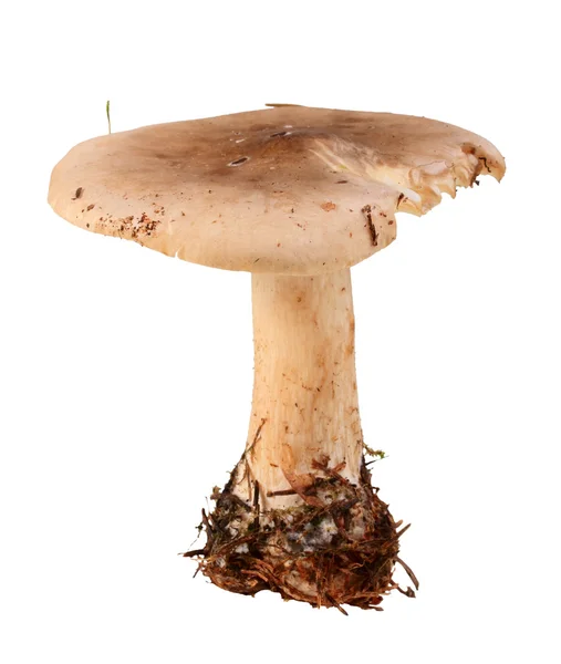 Einzelner frischer Pilz — Stockfoto