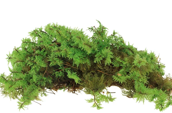 Heap of green moss — Stock Photo, Image