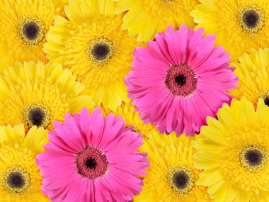 Abstract background of yellow and pink flowers clipart