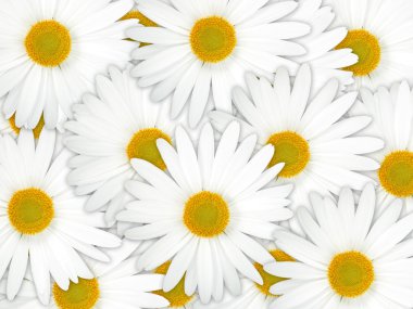 Abstract background of white flowers clipart