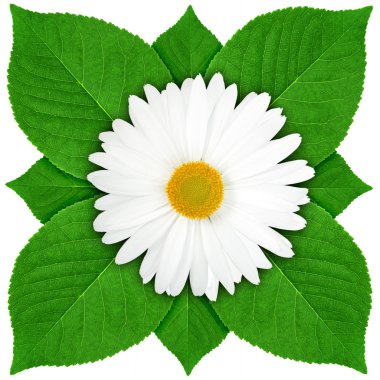 One white flower with green leaf clipart
