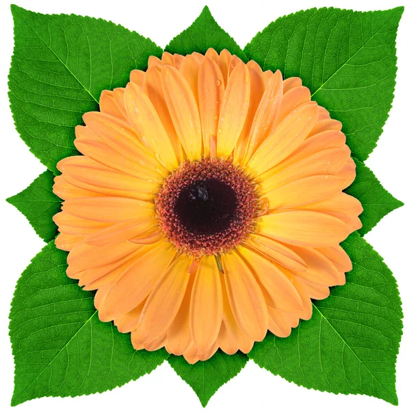 Un fiore arancione con foglia verde — Foto Stock
