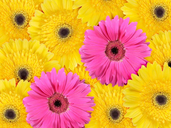 Streszczenie tło żółte i różowe kwiaty — Zdjęcie stockowe