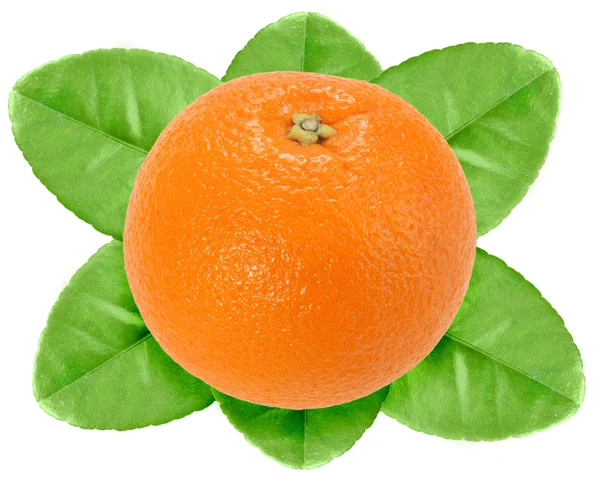 Один фрукт апельсина з зеленим листям — стокове фото