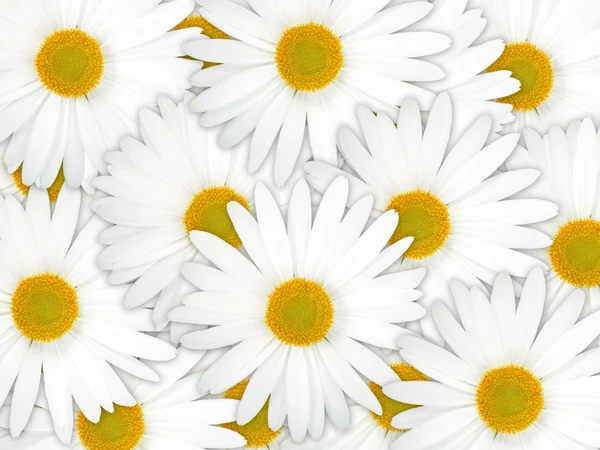 Abstract background of white flowers — Stock Photo, Image