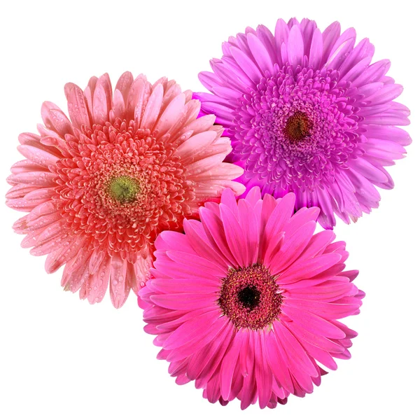 Set of three flowers isolated on white background — Stock Photo, Image