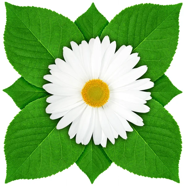 One white flower with green leaf — Stock Photo, Image