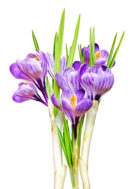 güzel bahar crocus.i