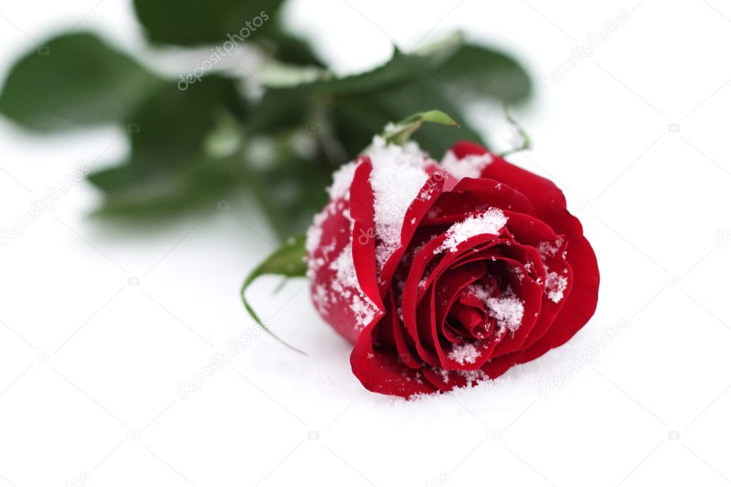 Red Rose in the snow — Stock Photo © AnmFoto 4419210