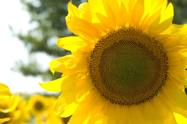 Жовтий Соняшникова Закри — стокове фото
