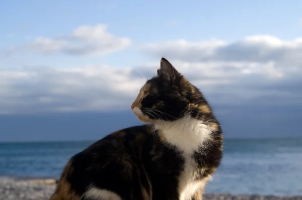 Katze Gegen Blauen Himmel Und Meer — Stockfoto