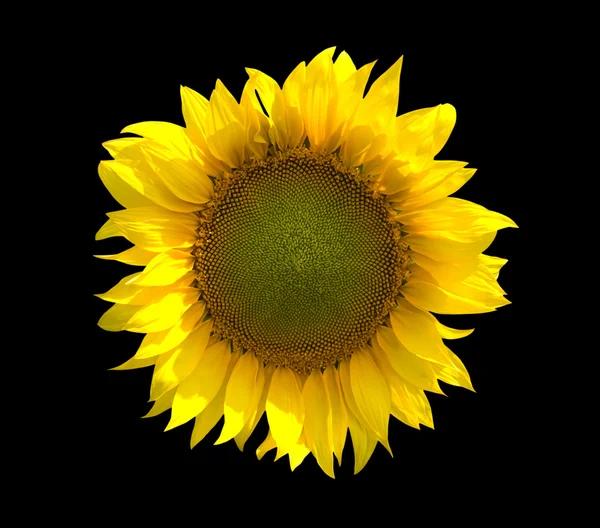 Slunečnice Izolované Černém Pozadí — Stock fotografie