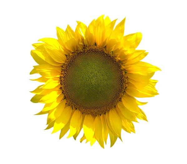 Slunečnice na bílém pozadí — Stock fotografie
