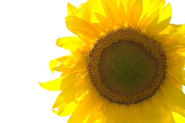 Sunflower Ізольовано Білому Тлі — стокове фото