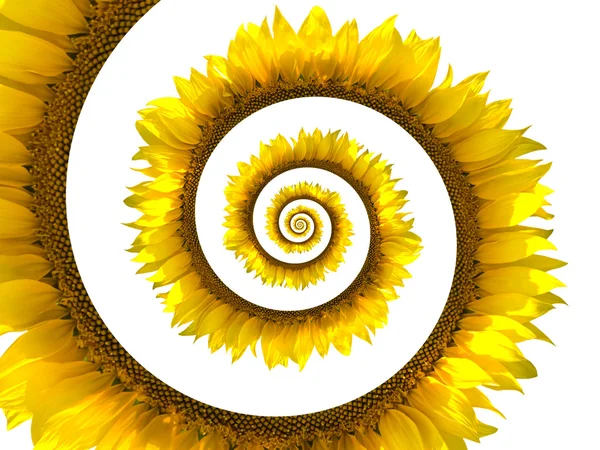 Espiral girassol — Fotografia de Stock