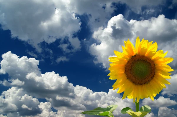 向日葵与蓝天和云彩的对比 — 图库照片