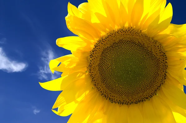 Detailní záběr žluté slunečnice — Stock fotografie