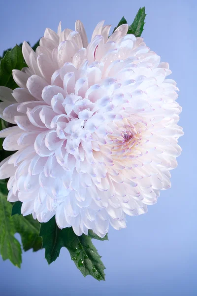 Crisantemo rosa y blanco — Foto de Stock