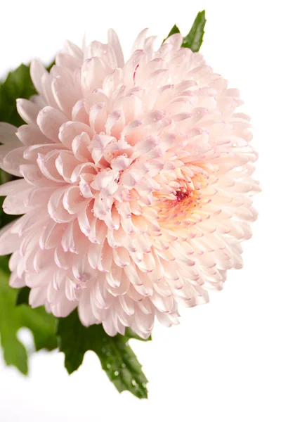 Pink and white chrysanthemum — Stock Photo, Image