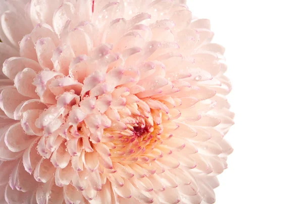 Рожева та біла хризантема — стокове фото