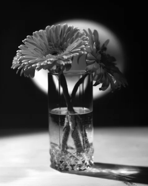 Schoonheid gerbera bloem — Stockfoto