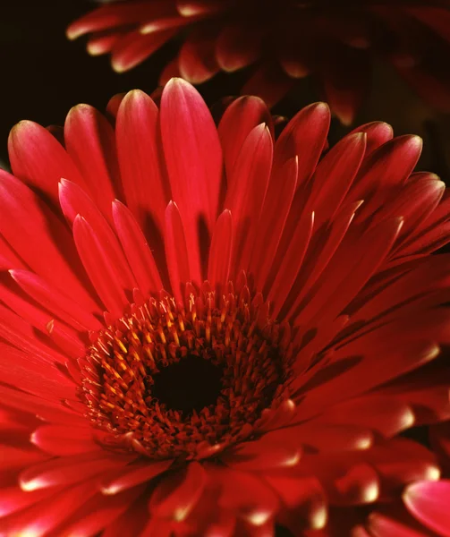 Piękno Gerber Kwiat Płatki Zbliżenie Zdjęcie — Zdjęcie stockowe
