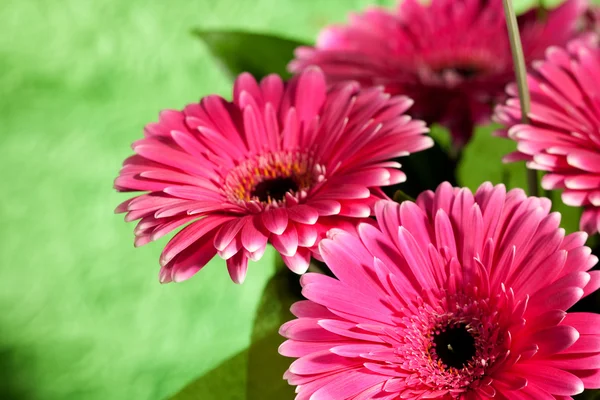 Růžová Gerbera Květiny Přes Abstraktní Zelené Pozadí — Stock fotografie