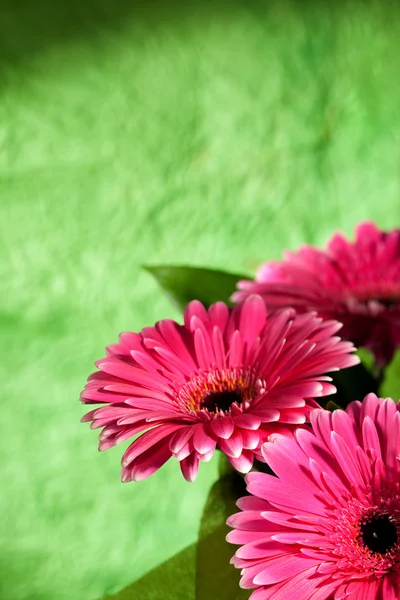Pink gerber flowers — Stock Photo, Image