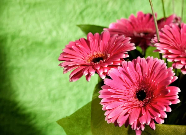 Růžová Gerbera Květiny Přes Abstraktní Zelené Pozadí — Stock fotografie