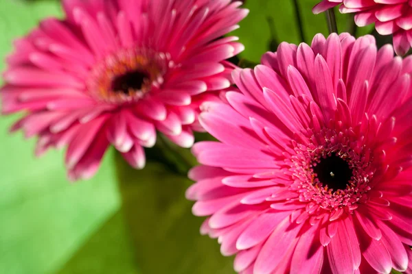 粉红色格柏鲜花 — 图库照片