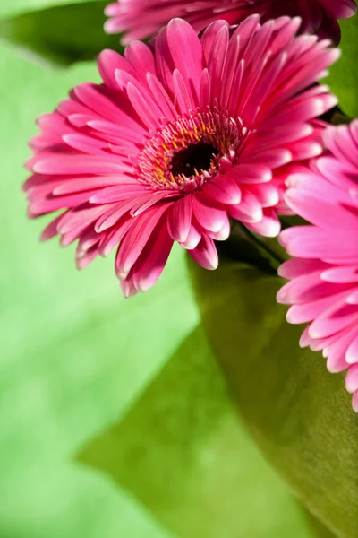 緑の抽象的な背景をピンク ガーバー花 — ストック写真