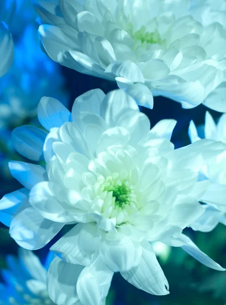 Chrysanthème Blanc Gros Plan Photo Avec Éclairage Abstrait — Photo