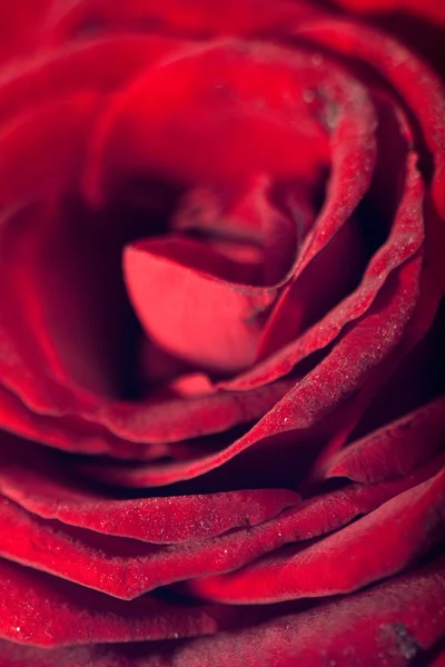 Pétales Rose Rouge Gros Plan Photo — Photo