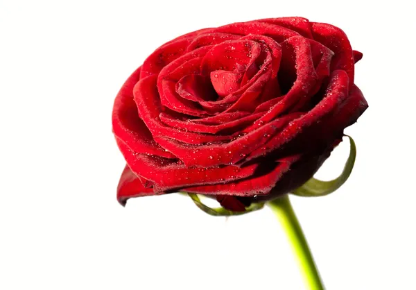 Červenou růží nad bílá — Stock fotografie