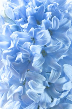 Blue hyacinth flowers clipart