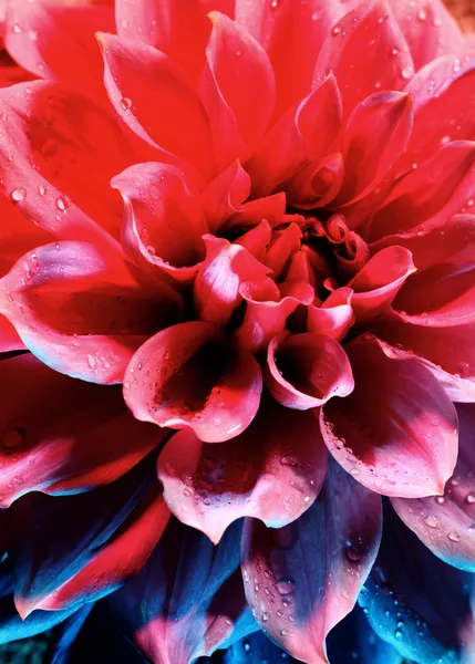 Gyönyörű lótuszvirág — Stock Fotó