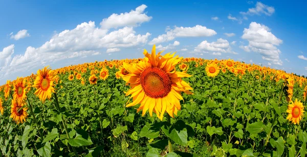 Sunflowers field — Stock Photo, Image