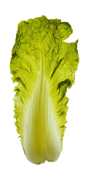 The cabbage's leaf — Stock Photo, Image