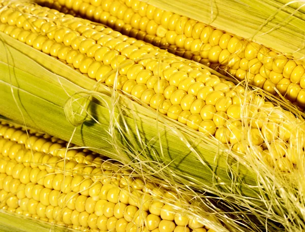 Fresh taste corn — Stock Photo, Image
