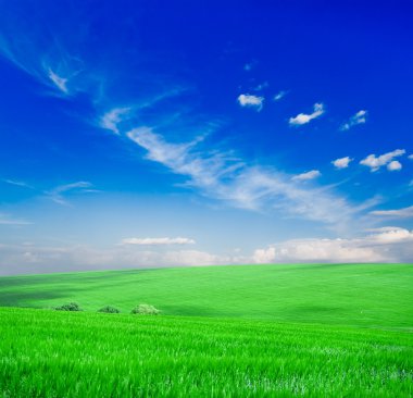 Mavi gökyüzünün altındaki yeşil çimenler