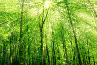 Sunlight in trees of green summer forest clipart