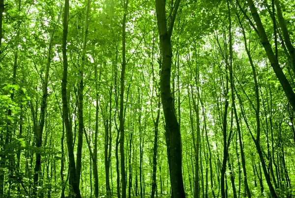 La natura. sentiero nella foresta con luce solare — Foto Stock