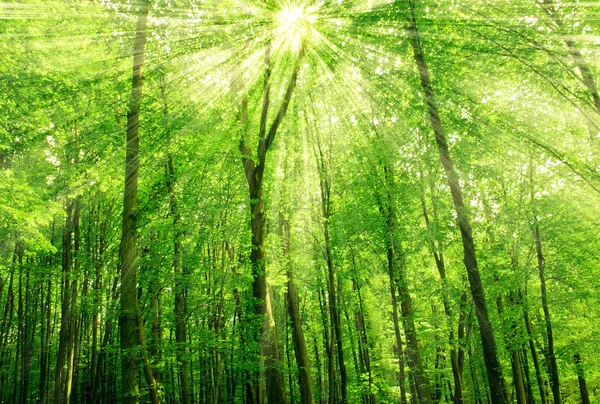 Сонячне світло в деревах зеленого літнього лісу — стокове фото