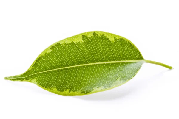 One green leaf on a white background — Stock Photo, Image