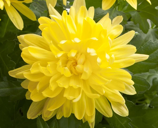 Stock image Chrysanthemum